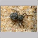 Sitticus pubescens - Springspinne 01c 4mm - Sandgrube.jpg